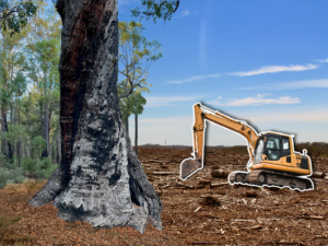 Can jarrah forests be recovered after bauxite mining?