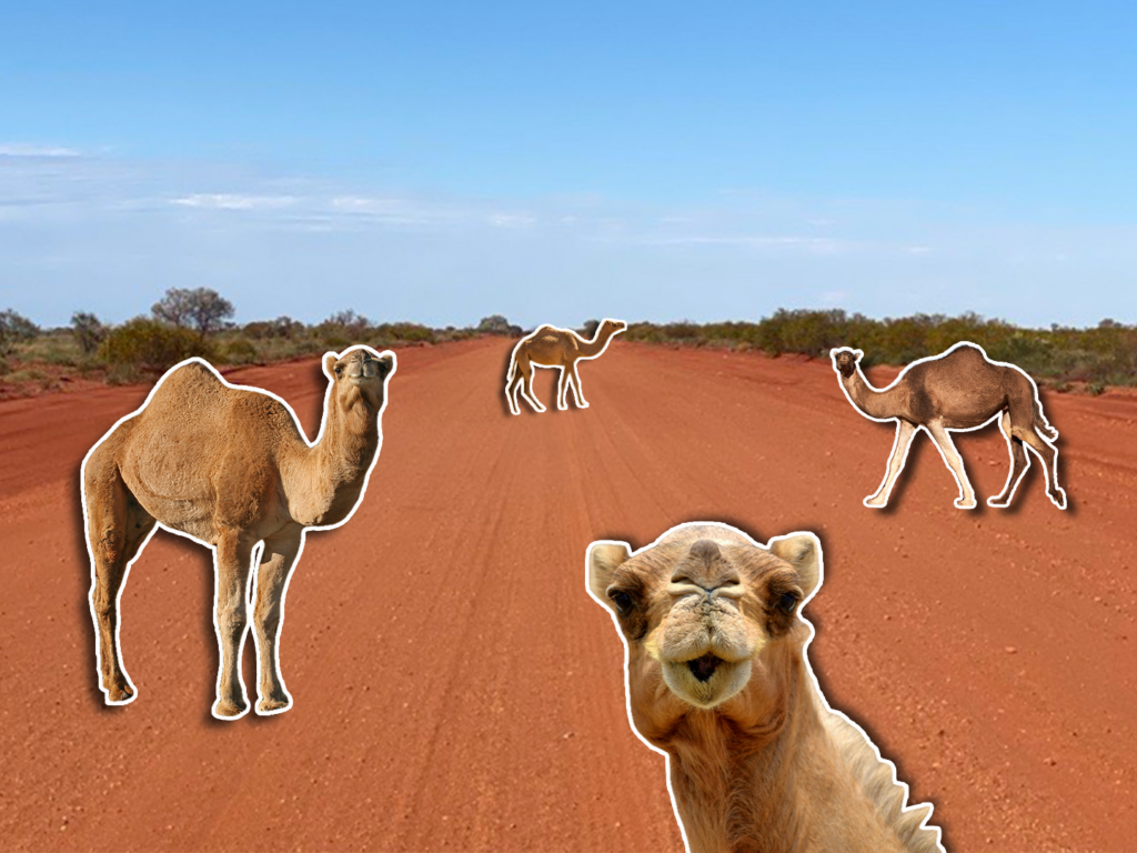 WA IS BEING DESERTED