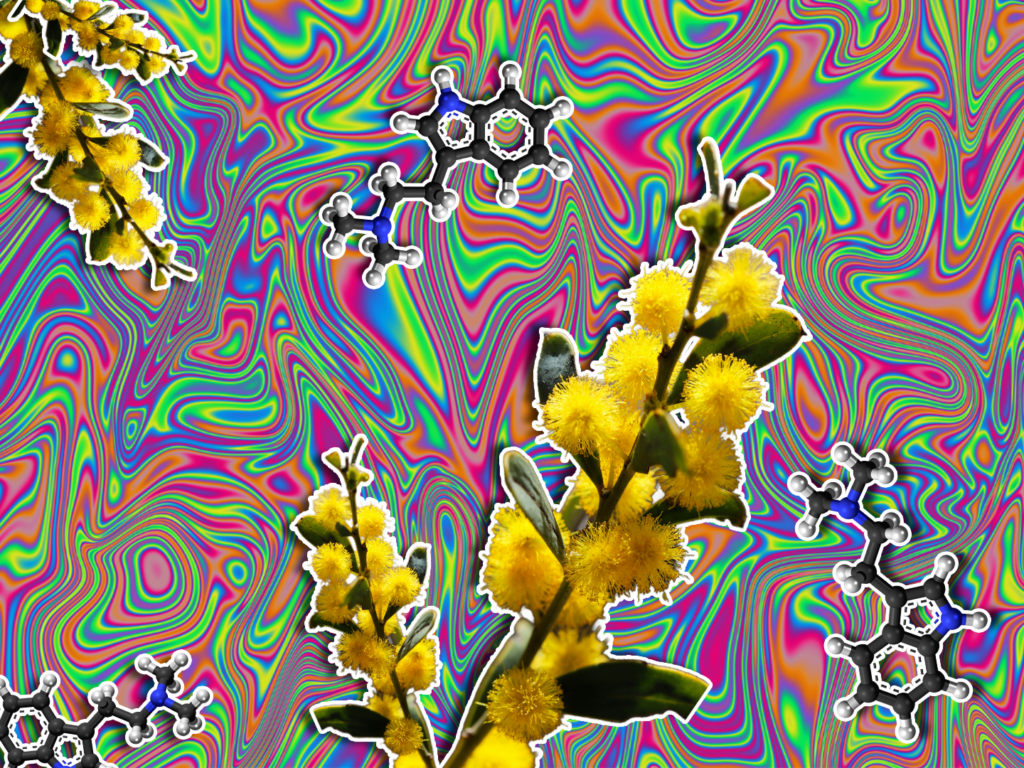 Wattle’s the deal with psychedelics?