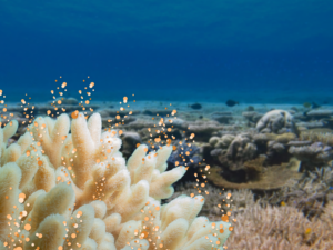CORAL SPAWNING AT NYINGGULU