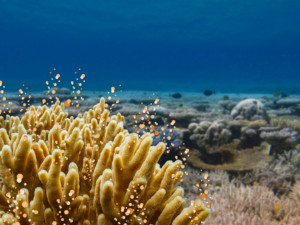 CORAL SPAWNING AT NYINGGULU