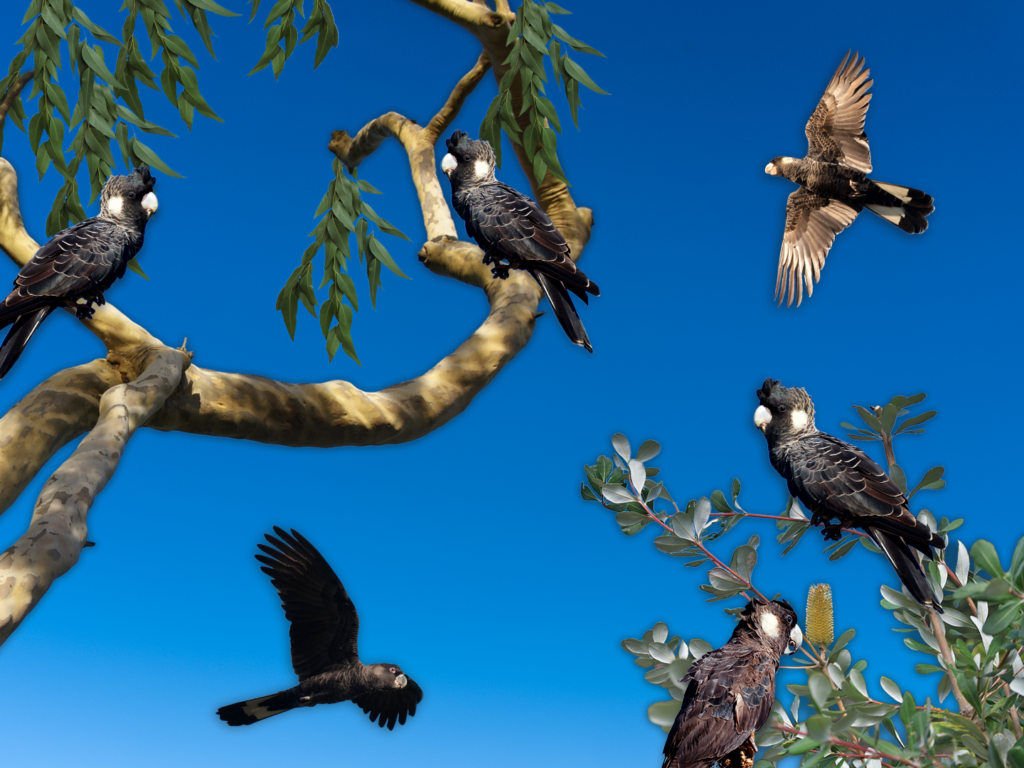 COMING TOGETHER FOR THE CARNABY’S COCKATOO