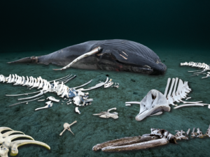 Why are whales falling for Perth?
