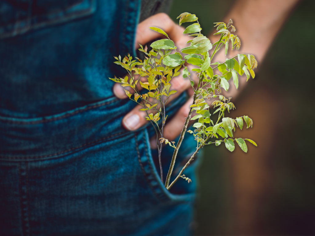 TINY FORESTS FOR A GREENER FUTURE